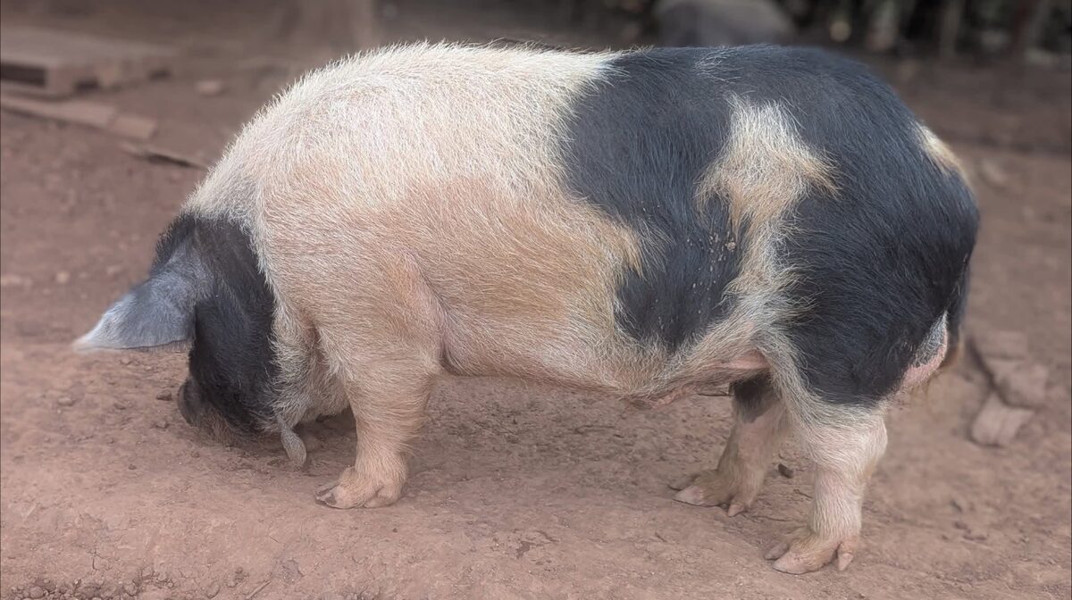 Black and white Kunekune sow